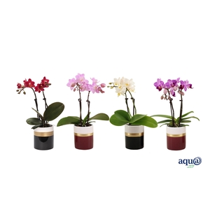 Dolomite Horizon Black / Bordeaux Tiny Dolls Mix 2T10+ Aqu@