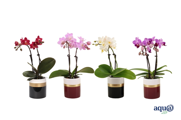 <h4>Dolomite Horizon Black / Bordeaux Tiny Dolls Mix 2T10+ Aqu@</h4>