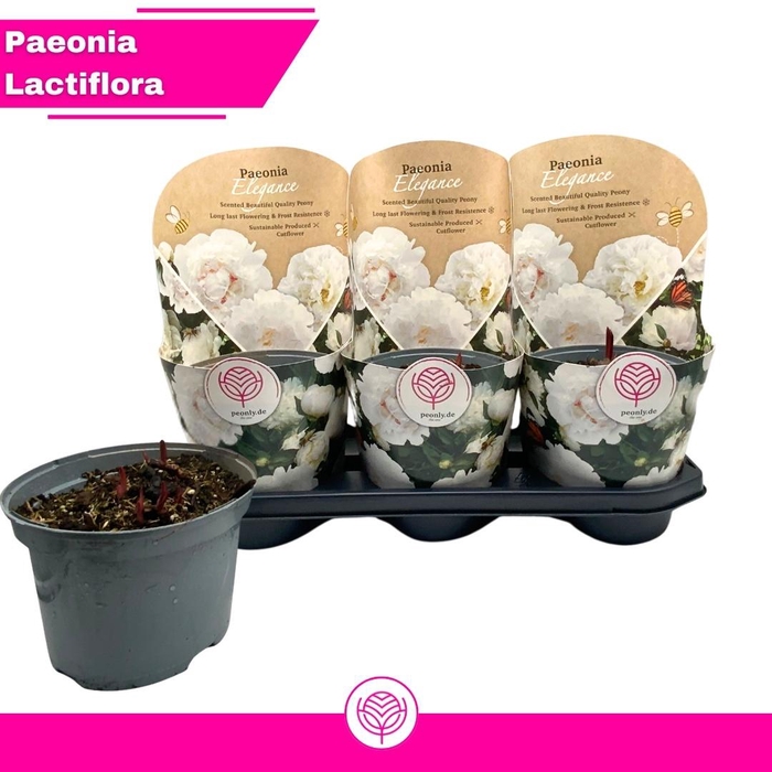 arr8 Paeonia Elegance White
