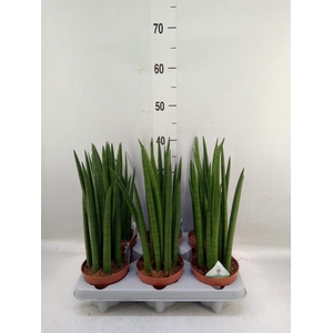 Sansevieria cyl.  ...