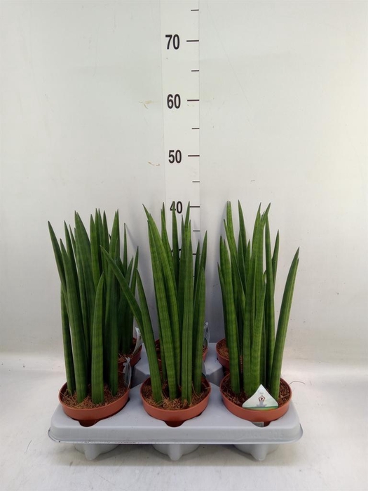 <h4>Sansevieria cyl. ...</h4>