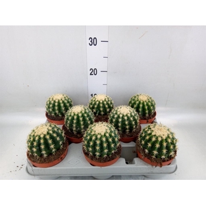 Echinocactus grusonii forma interme