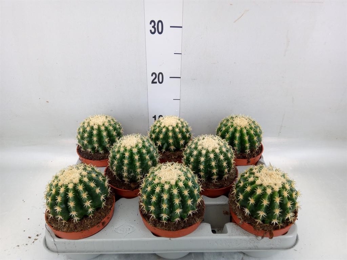 <h4>Echinocactus grusonii forma interme</h4>
