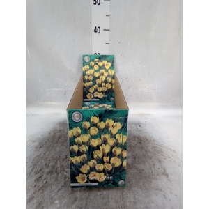 Flowerbulbs, corns or tubers   ...