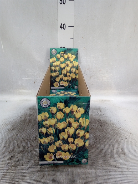<h4>Flowerbulbs, corns or tubers   ...</h4>