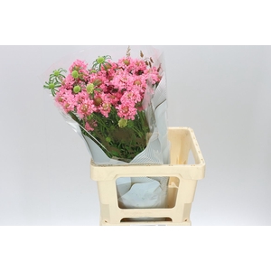Scabiosa Atr Cotton Candy Scoop