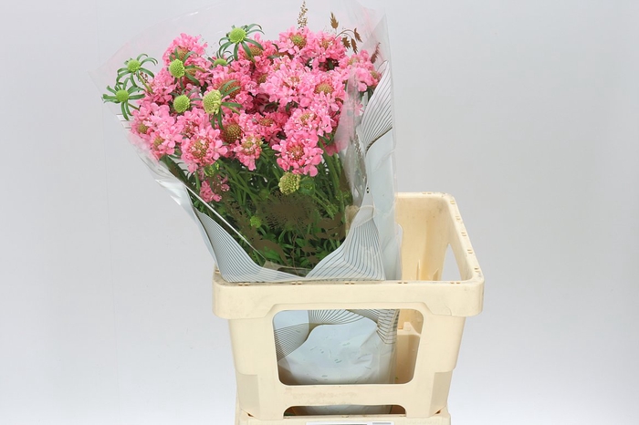 <h4>Scabiosa Atr Cotton Candy Scoop</h4>
