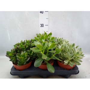 Crassula   ...mix