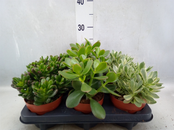 <h4>Crassula   ...mix</h4>