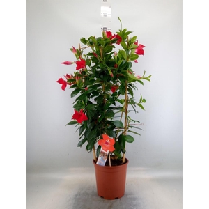 Mandevilla sand. 'SumStar Red'