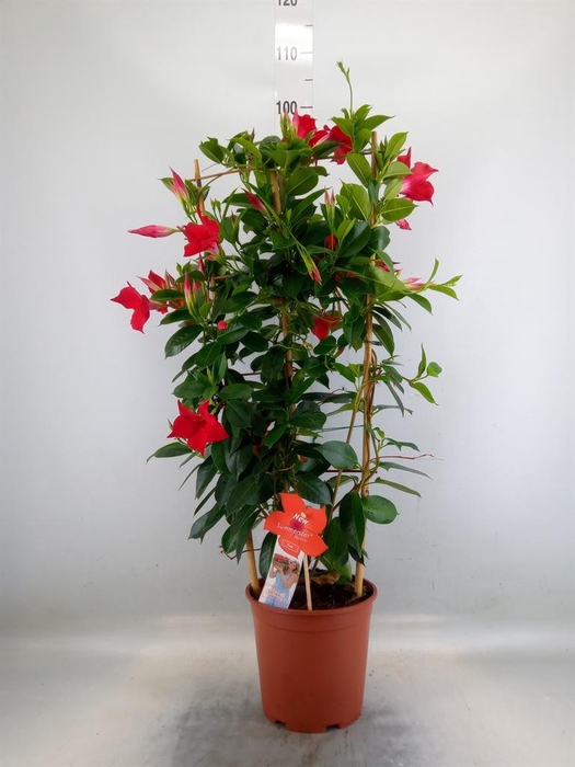 <h4>Mandevilla sand. 'SumStar Red'</h4>
