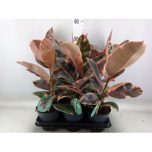 Ficus elastica 'Belize'