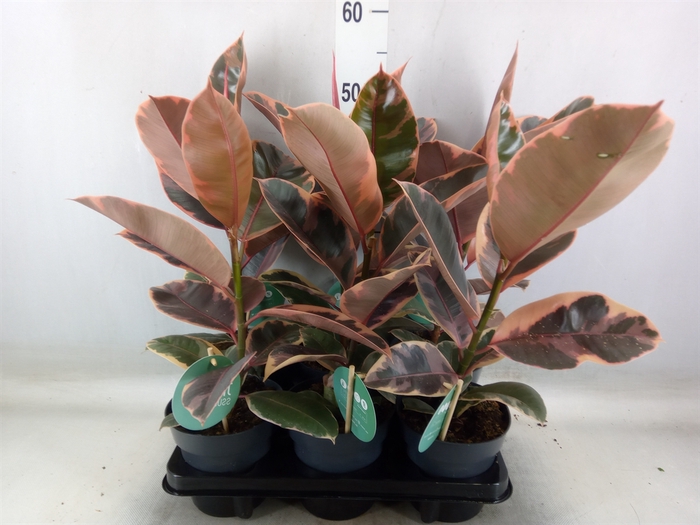 <h4>Ficus elastica 'Belize'</h4>
