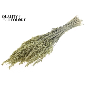 Avena per bunch Frosted Light Yellow
