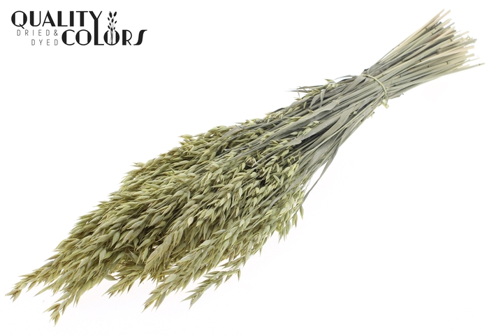 <h4>Avena per bunch Frosted Light Yellow</h4>