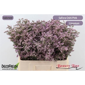 LIMONIUM SAFORA OSHI PINK 20GR