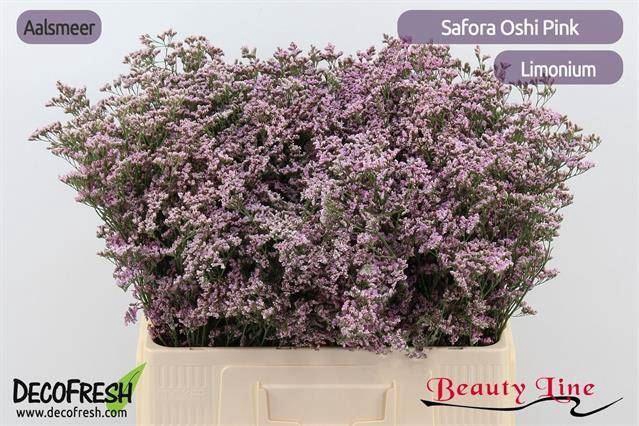 <h4>LIMONIUM SAFORA OSHI PINK 25GR</h4>