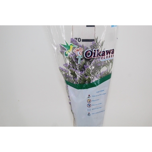 LIMONIUM 070 CM LILAS