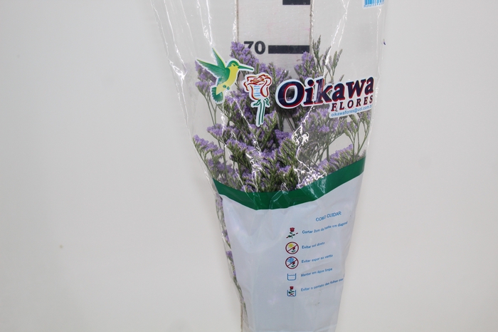 <h4>LIMONIUM 070 CM LILAS</h4>