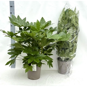 Fatsia japonica   ...