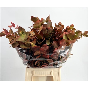 Euc. Cinerea Short Painted Autunno 'De Luxe'
