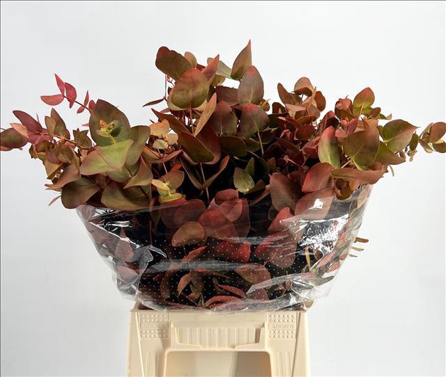 <h4>Euc. Cinerea Short Painted Autunno 'De Luxe'</h4>