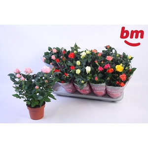 RO B MONDE GEM 6 SRT