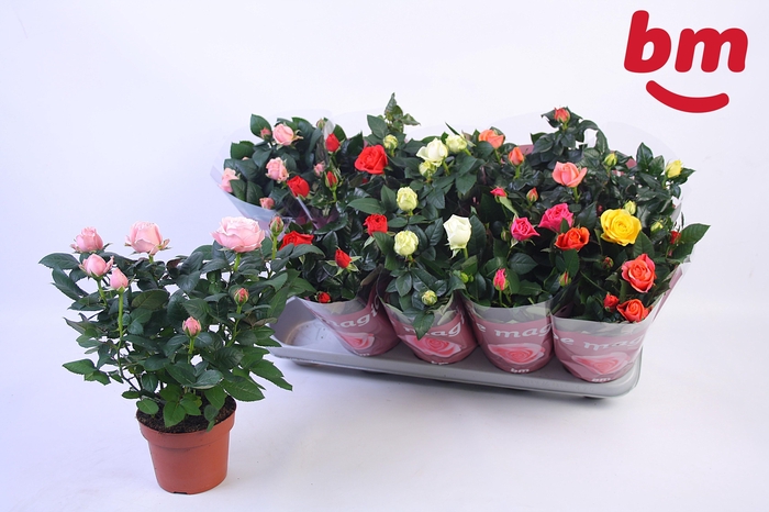 <h4>RO B MONDE GEM 6 SRT</h4>