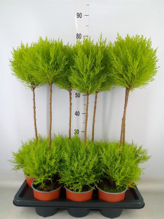 <h4>Cupressus macro. 'Goldcrest' .shape</h4>