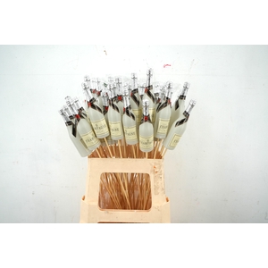 Pick Champagne bottle 13,5x4cm+50cm stick white 25pce/bag