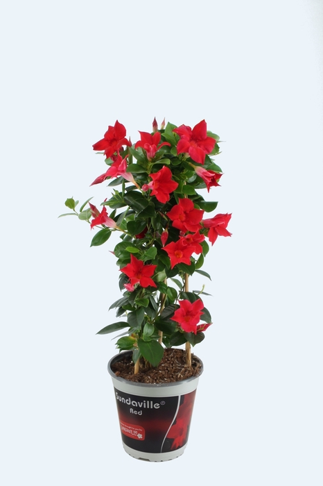 <h4>Sundaville 19 cm Piramide White</h4>