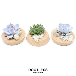 ROOTLESS Echeveria incl deco , Cork bowl