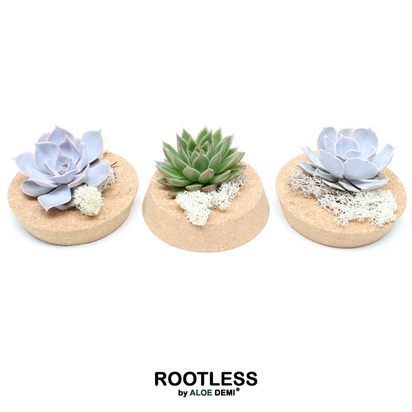 <h4>ROOTLESS Echeveria incl deco , Cork bowl</h4>