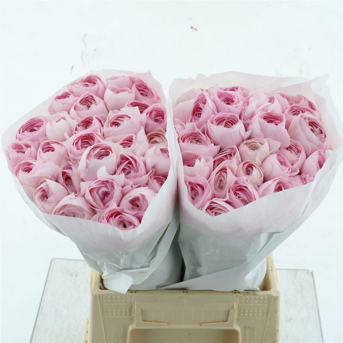 <h4>Ran Su Hanoi Pink Extra</h4>