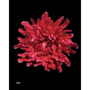 Chr G Antonov Bordeaux