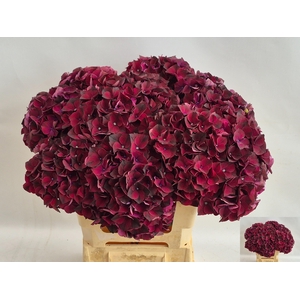 HYDR M MAG DARK RUBY