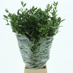 Ruscus Soft Medium 120 Gr