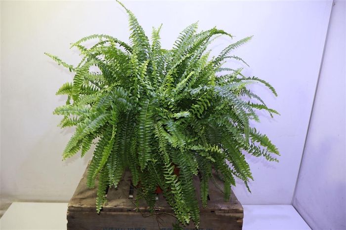 <h4>arr8 Nephr Ex Green Lady</h4>