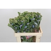 Oxypetalum Tweedia Blue