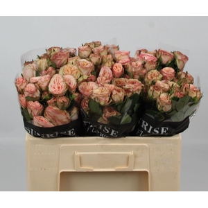ROSA TR 'GENTLE TRENDSETTER'