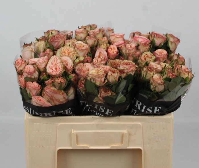 <h4>ROSA TR 'GENTLE TRENDSETTER'</h4>
