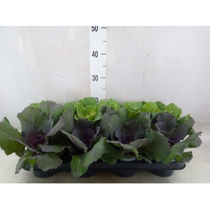 Brassica