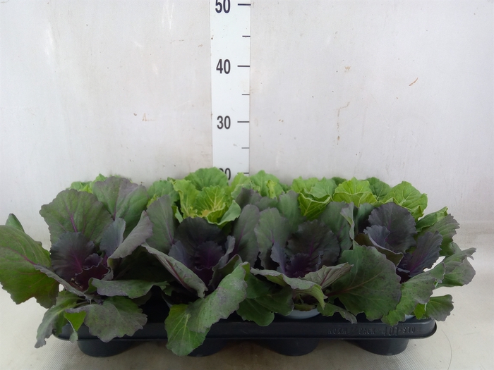 <h4>Brassica</h4>
