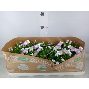 Campanula porten. 'Ambella White'