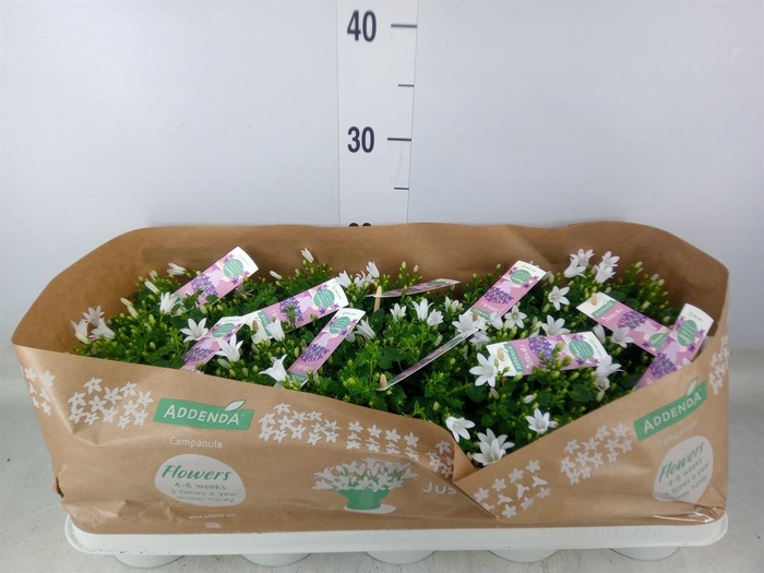 <h4>Campanula porten. 'Ambella White'</h4>