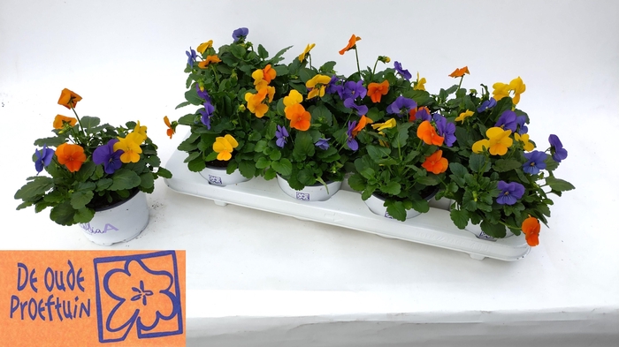 <h4>VIO TRICOLOR</h4>