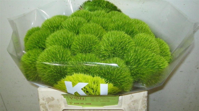 <h4>Di Barb Kiwi Cool</h4>