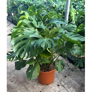 MONSTERA DELICIOSA