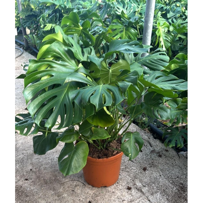 <h4>MONSTERA DELICIOSA</h4>