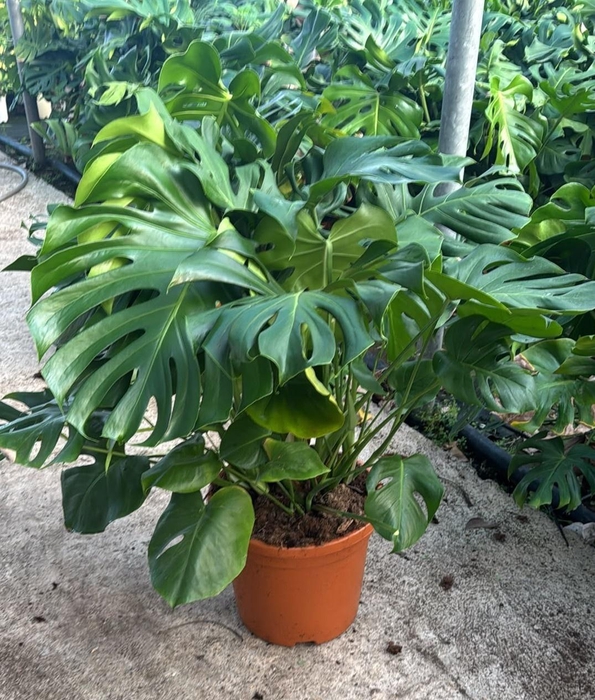 <h4>MONSTERA DELICIOSA</h4>